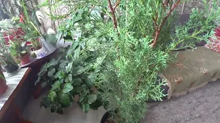 Мои комнатные растения/ обзор/март🌱☘️🌵🌴🌿