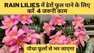 rain lilies में ढेरों फूल पाने के लिए करें 4 जरूरी काम | पौधा फूलों से भर जाएगा | All About rainlily