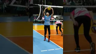 Si cantik SETTER PATRIOT PURWOREJO