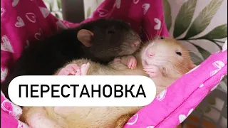 Убрала клетку у крыс 🐀