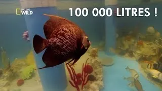 Ils plongent dans leur aquarium de 100 000 litres