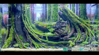 AQUASCAPE CONTEST - KALIKAN EXPO 2022