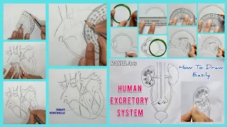 Most Important Diagrams You Must Practice Class10 Biology