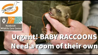 BABY RACCOONS Need a Room of their OWN