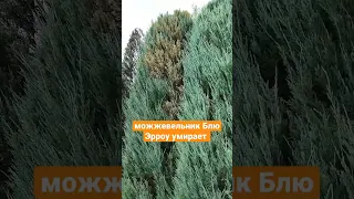 Что случилось с можжевельником?