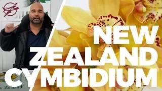 JFTV: New Zealand Cymbidiums & Minis with the Fern