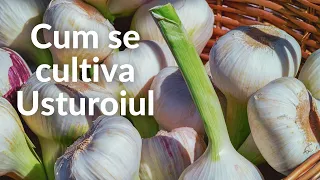 Cum se Cultiva Usturoiul - Ghid explicat pas cu pas de la A la Z.