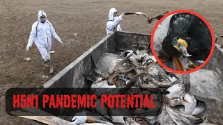 H5N1 Pandemic Potential:  A Crisis 100 Times Worse Than COVID, Experts Warn!!