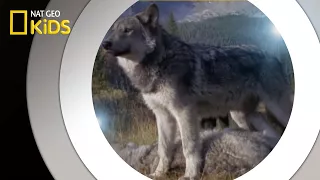 Living With Wolves | National Geographic Kids