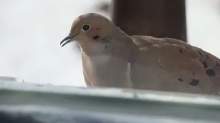 Doves in Winter
