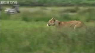 Lioness Hunts Zebra - Nature's Great Events  The Great Migration - BBC One