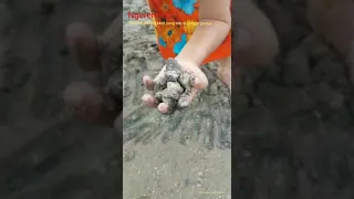 Ngeremis (Mencari kerang kecil yang ada dipinggir pantai)