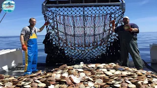 This is How Fishermen Catch Tons of Scallops At Sea - Catch and Process Scallops Right on Board