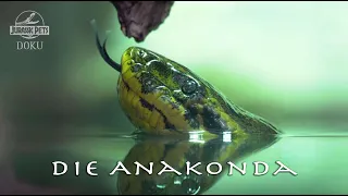 Die gefährlichsten Tiere des Amazonas: Die Anakonda I Dokumentation