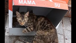 Walking around Istanbul a Cat Heaven.  Cat feeding Machine and Free Housing #viral #viralvideo