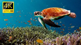 4K Turtle Paradise, Relaxing Nature Under the Sea Movie + Soul Relaxing Piano Music - Ocean Dream #3