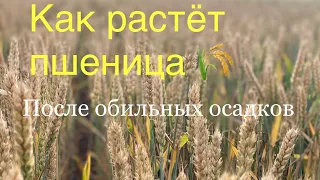 Как растёт пшеница: после обильных осадков!