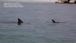 The secret life of dolphins: What 50 years of research is uncovering in Sarasota Bay