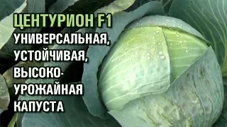 КАПУСТА ЦЕНТУРИОН F1 - УНИВЕРСАЛЬНЫЙ, УСТОЙЧИВЫЙ, ВЫСОКОУРОЖАЙНЫЙ ГИБРИД (01-11-2019)