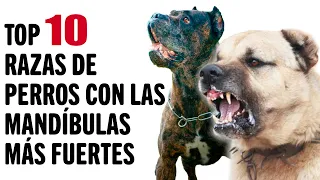 Top 10 Razas de Perros con Las Mandíbulas Más Fuertes | Mundo Animal