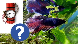 2 MALE BETTAS in the SAME TANK? | How Long can it Last? | Part 2