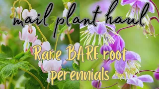 Unique Bare Root Perennials: Unboxing & Planting Roots from Dutchgrown! 🌼 Exciting Mail Plant Haul!
