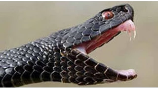 Самая большая змея в мире найденна живой!!! НОВОЕ 2014!!!
