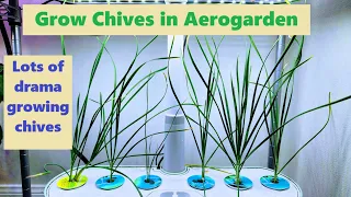 Grow Chives in Aerogarden - Lots of drama growing chives