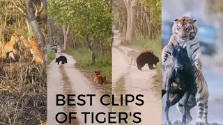 Best clips of Tiger's from pilibhit tiger reserve #pilibhittigerreserve #wildlife #junglesafari