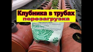 Клубника в трубах / Перезагрузка / Клубника Альтесс