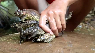 Survival skills: Find & catch toads fried on clay for food - Cooking toad eating delicious