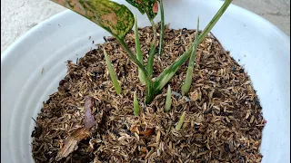 The Simple Way to Get More Shoots of Aglaonema Plant