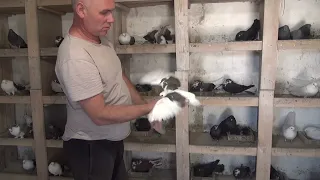 7 мая  Николаевские  голуби  в связи с переездом