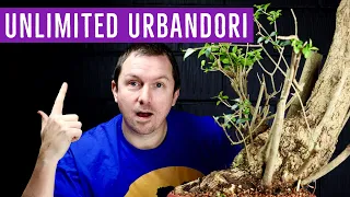 Unlimited Yamadori Collecting (Free!) Bonsai Material from Gardens