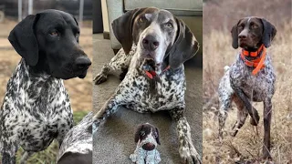 German shorthaired pointer | Funny and Cute dog video compilation in 2022.