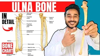 ulna bone anatomy 3d | anatomy of ulna bone attachments anatomy | bones of upper limb