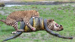 Top 8 Strongest Predators In The Wild - Prey VS Predator - Predator Animals Real Fights to Death