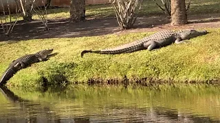 Alligators Kill Elderly Woman Who Fell into Pond