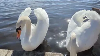 Swan couple