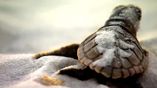 Gulf Islands National Seashore: Stories of Survival