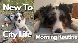 Australian Shepherd's New Morning Routine at Temple University! New to City Life! | AstroFromTheBlue