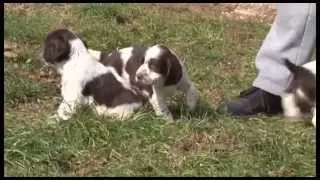 I VERI SPRINGER SPANIEL