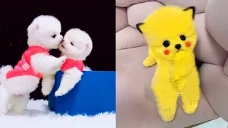 Tik Tok Chó Phốc Sóc Mini 😍 Funny and Cute Pomeranian #164