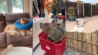 Dogs Doing Funny Things 😂 Best of October 2023 Part 1