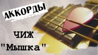 Чиж Мышка аккорды 🎸 кавер табы как играть на гитаре | pro-gitaru.ru