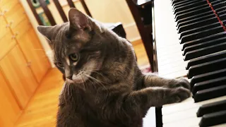 Nora the Piano Cat still on key after 13 years of internet fame