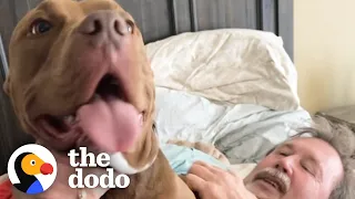 Pittie Goes Wild When He Sees His Grandparents | The Dodo Pittie Nation