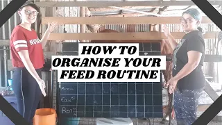 How to Organise Your Horse's Feed Routine