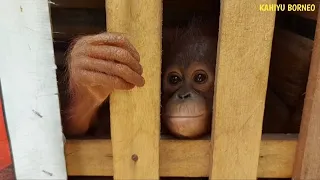 Poor baby orangutan in small wooden cage | Temon before being rescued