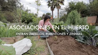 Asociaciones para tu huerto 🌸  Zapallos, Pimentones y Trampas Cromáticas |  VLOG